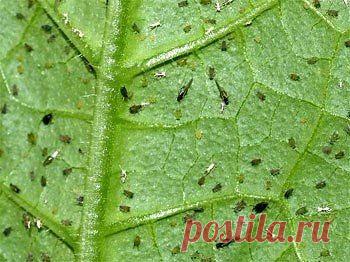 КАК ИЗБАВИТЬСЯ ОТ ТЛИ НА ОГУРЦАХ