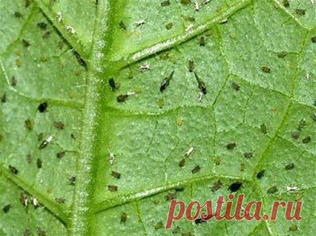 КАК ИЗБАВИТЬСЯ ОТ ТЛИ НА ОГУРЦАХ