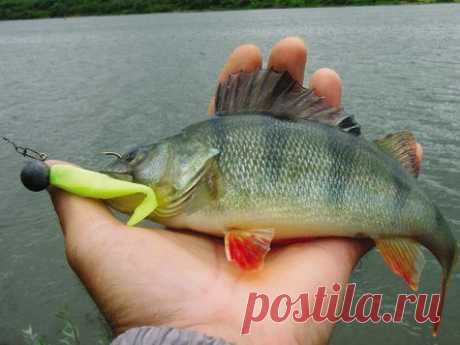 Подача в спиннинге