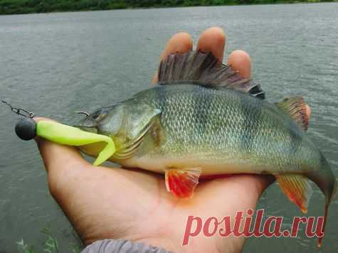 Подача в спиннинге