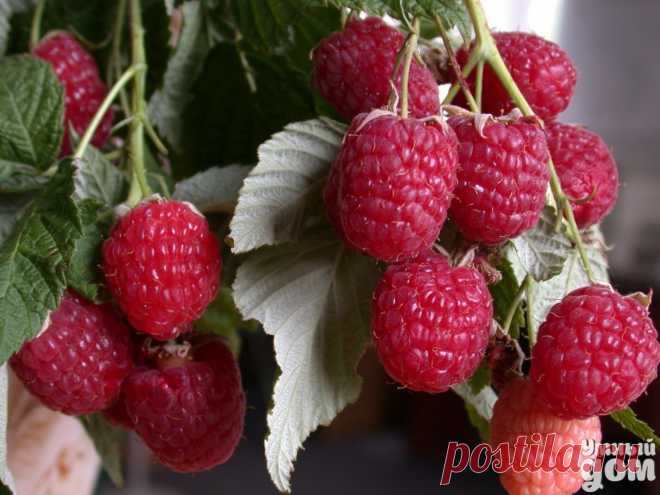 Как получать супер урожаи малины, смородины, крыжовника, вишни?