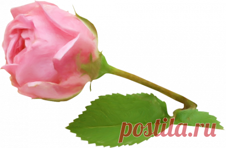 Красавица роза привитая на шиповник