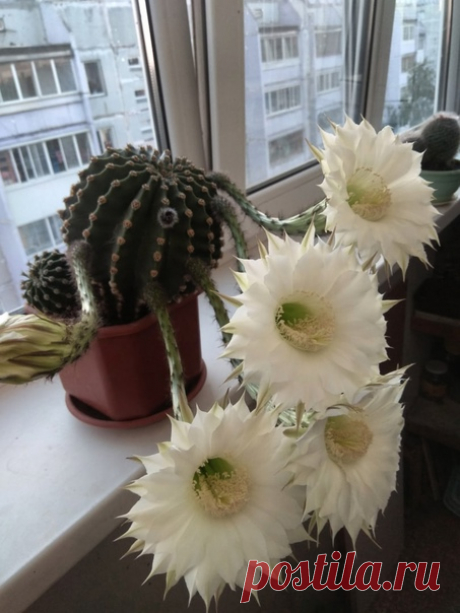 Африканская жара понравилась кактусу 🌵 Это уже третий заход! 😀😀😀
