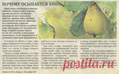 Почему осыпается айва