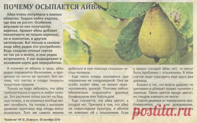 Почему осыпается айва