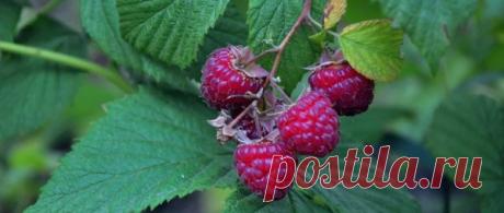 Не делайте это с малиной! 5 ошибок, которые погубят урожай Наиболее частые ошибки при выращивании малины способны привести к тому, что урожай получается намного меньше, чем мог бы быть. По этой причине многие дачники отказываются от культивирования этой полезной ягоды. И делают это напрасно.