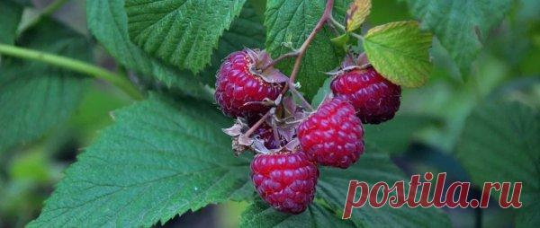 Не делайте это с малиной! 5 ошибок, которые погубят урожай Наиболее частые ошибки при выращивании малины способны привести к тому, что урожай получается намного меньше, чем мог бы быть. По этой причине многие дачники отказываются от культивирования этой полезной ягоды. И делают это напрасно.