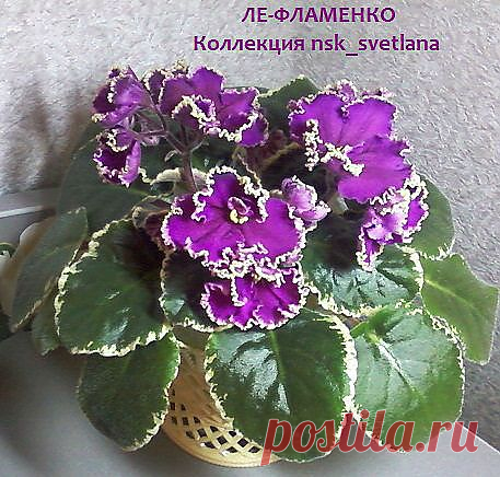 ЛЕ-Фламенко