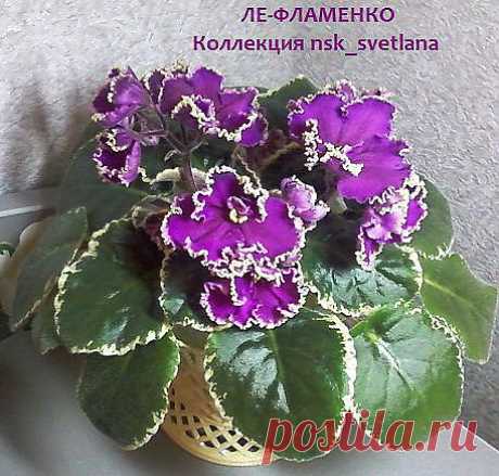 ЛЕ-Фламенко