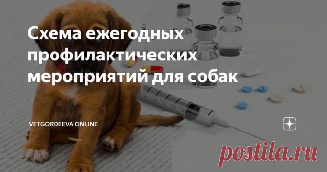 Схема ежегодных профилактических мероприятий для собак Статья автора «vetgordeeva online» в Дзене ✍: 

  Начнем с вакцинации от инфекционных заболеваний. Эти заболевания очень опасны, чтобы игнорировать вакцинацию.