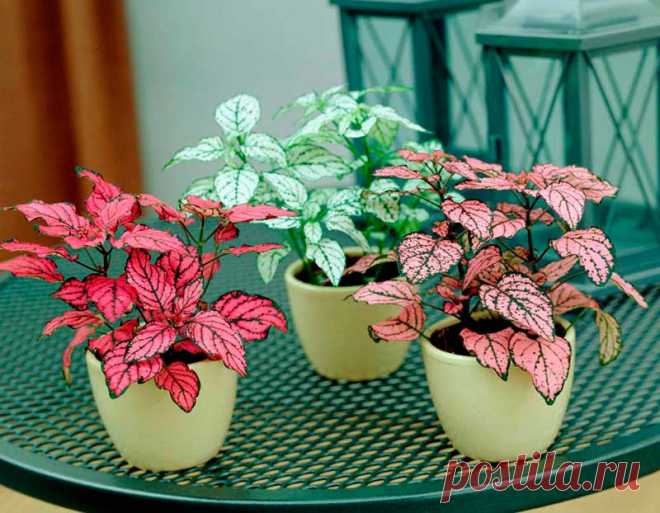Комнатное растение Гипоэстес (Hypoestes). Гипоэстесы выращивают ради их красных декоративных листьев. Родина растений - Мадагаскар. Из наиболее популярных видов можно упомянуть гипоэстес листоколосковый (phyllostachia) (иное название - гипоэстес кроваво-красный (H.sanguinolenta) и гипоэстес остистый (H.aristata). Для создания кустистой формы побеги регулярно прищипывают. Бледно-фиолетовые цветки гипоэстеса рекомендуется удалять. Размножение возможно черенками, оставшимися после обрезки растения.