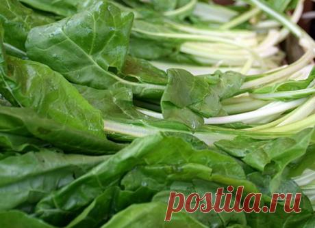 Jela od blitve – kako se sprema blitva recepti – Lekovite biljke