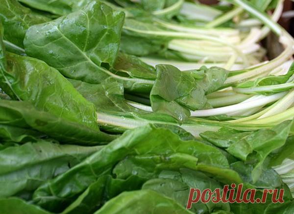 Jela od blitve – kako se sprema blitva recepti – Lekovite biljke