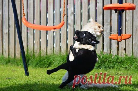 Киевская черная хунта и Украинский народ.