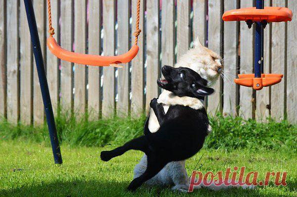 Киевская черная хунта и Украинский народ.