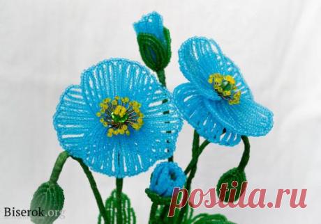 | Записи в рубрике цветы | Дневник ксения_изнова