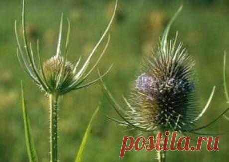 Szczeć pospolita na boreliozę, reumatyzm i zmiany skórne