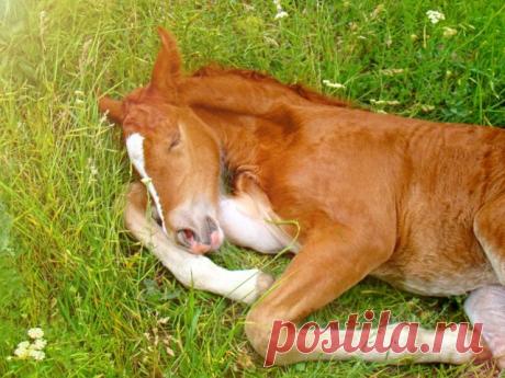 10 удивительных фактов о том, как спят животные