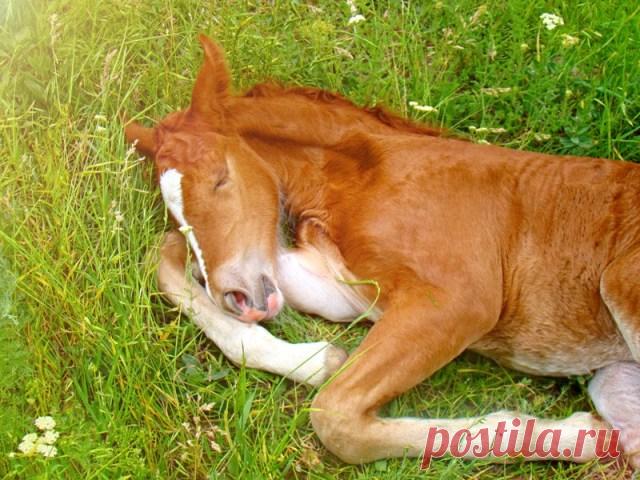 10 удивительных фактов о том, как спят животные