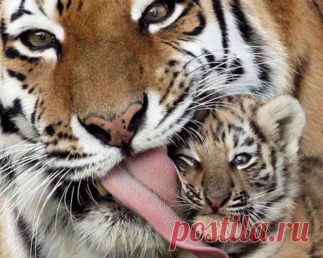 ♥ ЖИВОТНЫЕ ♥ ПРИРОДА ♥