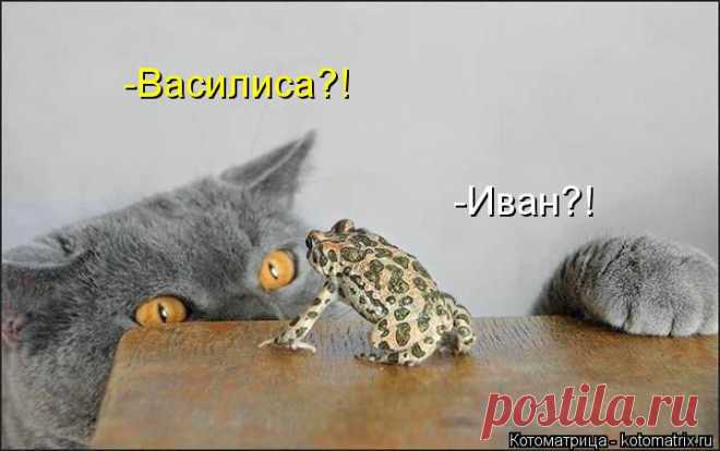 Котоматрица: Круть