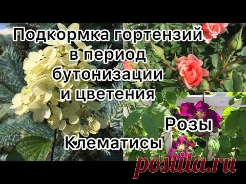 ПОДКОРМКА ГОРТЕНЗИЙ В ПЕРИОД бутонизации и цветения. РОЗЫ, КЛЕМАТИСЫ
