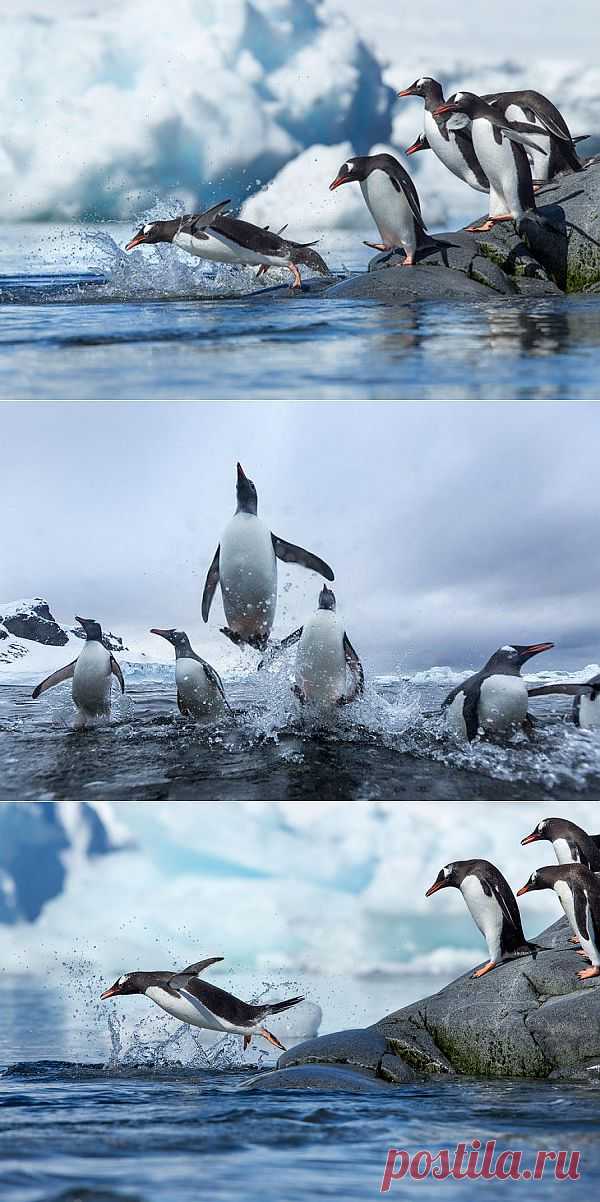 » Папуанские пингвины Это интересно!