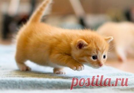 30 забавных снимков животных, которые вызывают только умиление