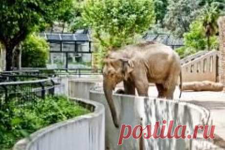 Сегодня 20 июня отмечается "Всемирный день защиты слонов в зоопарках"