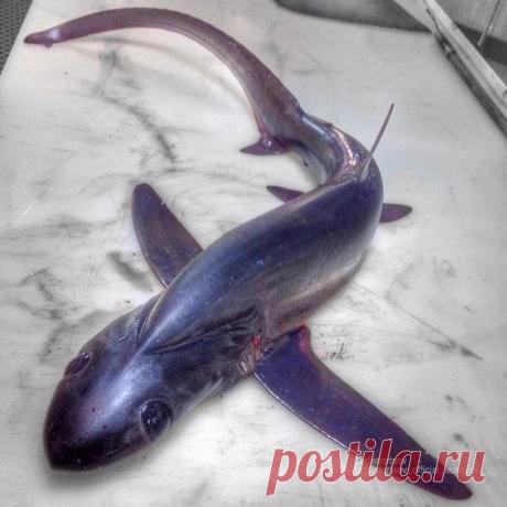 Ужасные морские чудовища на снимках мурманского рыбака (береги глаза)
