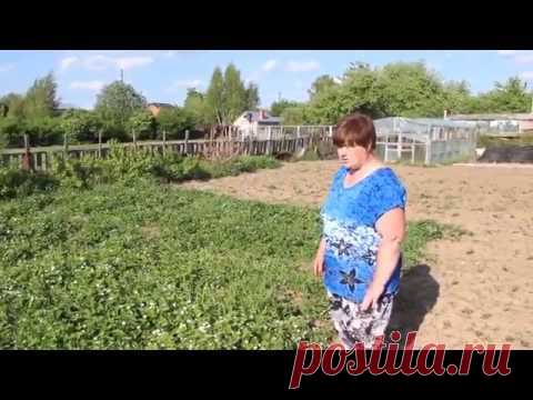 Выращивание клубники. Меньше хлопот, больше ягод: