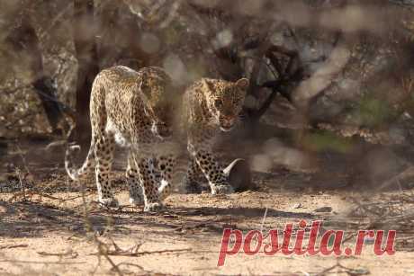 Leopards pairing up Leopards head off after a failed attempt to catch an Impala