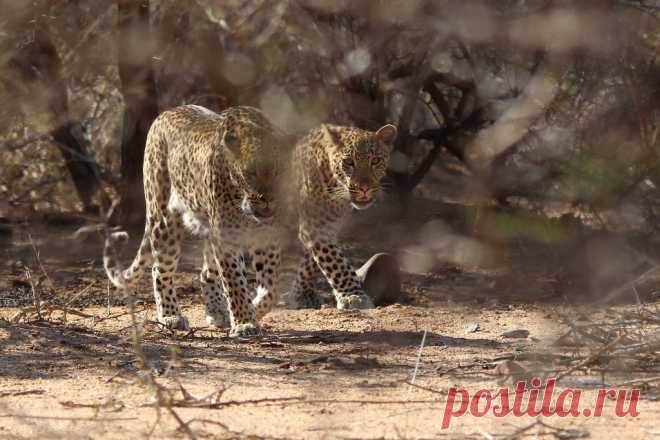 Leopards pairing up Leopards head off after a failed attempt to catch an Impala
