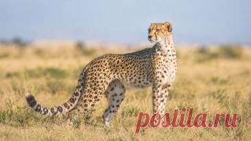 🐆 Гепард — настоящий спринтер дикой природы! Он способен разгоняться примерно до 100–110 км/ч, но его главное оружие — не только скорость, а удивительная анатомия и точный расчёт во время охоты. Почему этому грациозному хищнику всё труднее выживать в природе? 🌍

#Гепард#Животные#ДикаяПрирода#ИнтересныеФакты#ОхранаПрироды
Изображение от ChatGPT