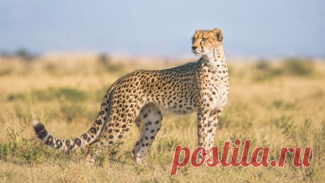 🐆 Гепард — настоящий спринтер дикой природы! Он способен разгоняться примерно до 100–110 км/ч, но его главное оружие — не только скорость, а удивительная анатомия и точный расчёт во время охоты. Почему этому грациозному хищнику всё труднее выживать в природе? 🌍

#Гепард#Животные#ДикаяПрирода#ИнтересныеФакты#ОхранаПрироды
Изображение от ChatGPT