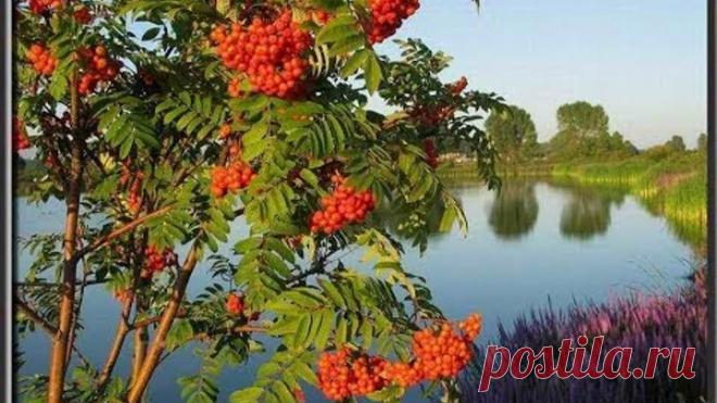 Ион Суручану Куст рябины