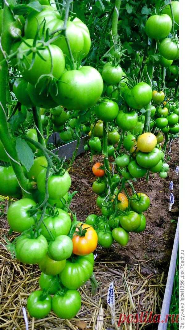 Ранние томаты от Партнера. Подготовка и посев семян на рассаду