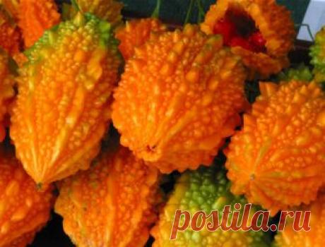 Момордика, гандария, амбарелла, джамбоза: необыкновенные тропические фрукты Удивительные тропические фрукты: горький огурец, гак, танжерин, марианская слива и розовое яблоко поражают не только своей необычной формой, но и специфическим запахом и пикантным вкусом …