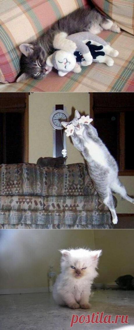 100 лучших фотографий кошек всех времен и народов • НОВОСТИ В ФОТОГРАФИЯХ