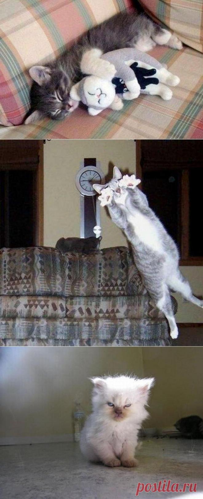 100 лучших фотографий кошек всех времен и народов • НОВОСТИ В ФОТОГРАФИЯХ