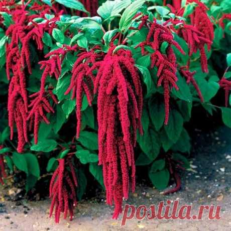 Амарант: полезные свойства и практическое применение