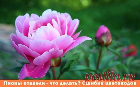 Вы после цветения обрезали пионы? Ай! Непорядок!))) Узнайте как 
ухаживать за пионами. Чем подкармливать растения и когда нужно делать 
обрезку, чтобы пионы радовали своим цветением каждый год!
Обрезать ли пионы после цветения?
Очень часто неопытные цветоводы обрезают пионы под корень сразу же после
того, как они отцветут. Обрезку пионов после цветения делать 
категорически нельзя, ведь именно в этот период закладываются цветочные 
почки, которые превратятся в роскошные цветы на будущий год. В э