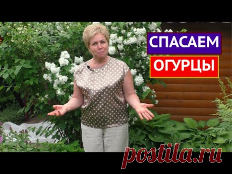 ПОЧЕМУ ЖЕЛТЕЮТ И ОТПАДАЮТ ЗАВЯЗИ ОГУРЦОВ И ЧТО С ЭТИМ ДЕЛАТЬ!!
