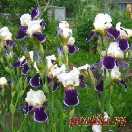 Ирисы — милые мои касатики