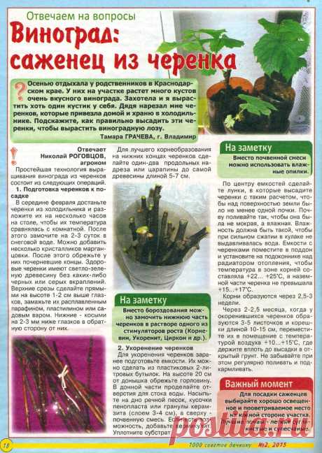 Виноград: саженец из черенка