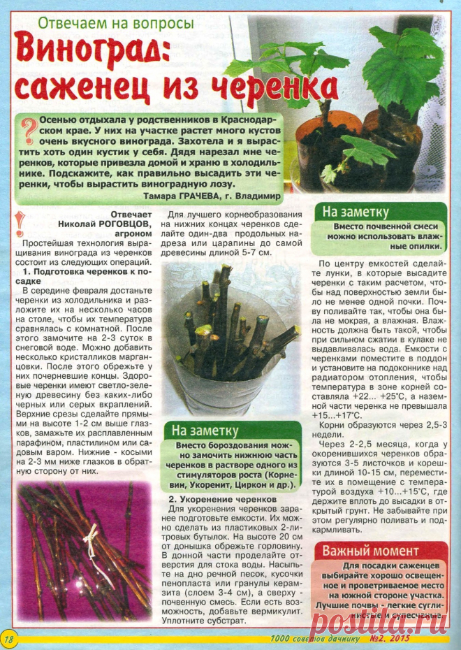 Виноград: саженец из черенка