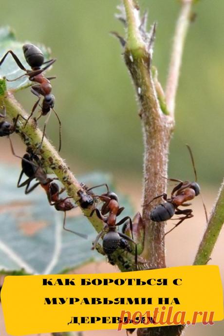 как бороться с муравьями на деревьях