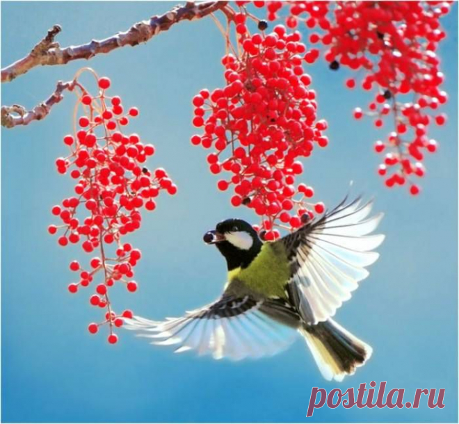 Птицы