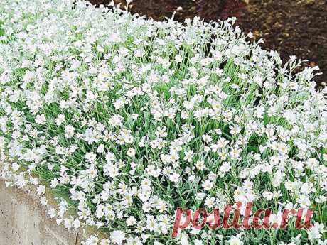 Чудесные виды ясколки по фото и описаниям