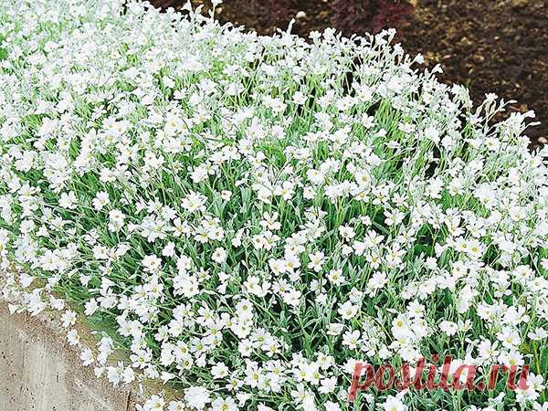 Чудесные виды ясколки по фото и описаниям